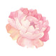 Peony Watercolor  - Art Print - Zapista