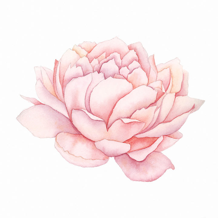 Pink Peony Watercolor - Art Print - Zapista