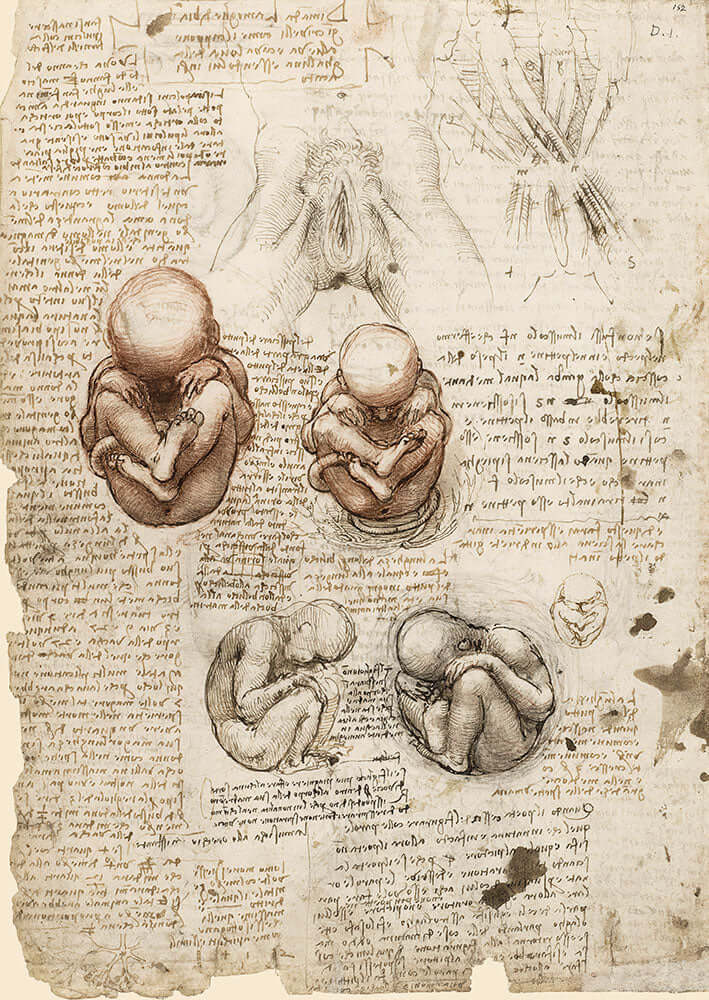 Position of the Fetus in the Womb by Leonardo da Vinci - Art Print - Zapista