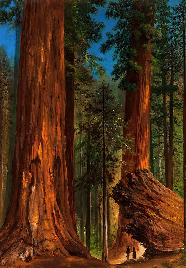 Redwood Forest, Yosemite Valley by Gilbert Davis Munger - Art Print - Zapista