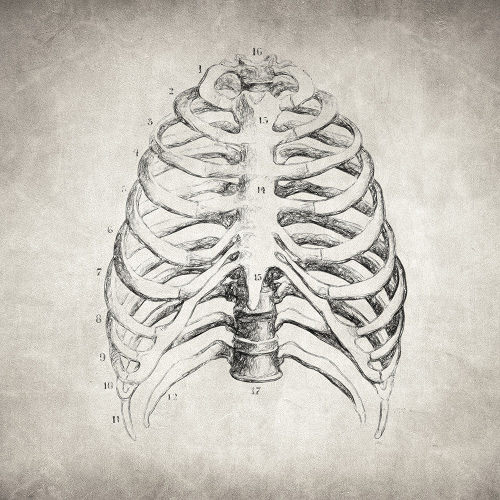 Rib Cage - Art Print - Zapista