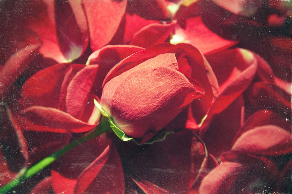 Rose - Art Print - Zapista