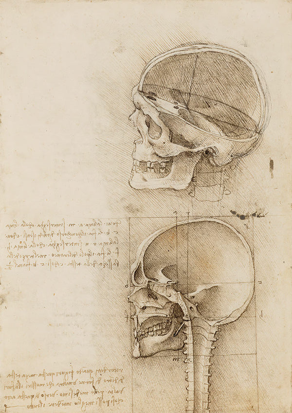 Sagittal Sections of the Human Skull by Leonardo da Vinci - Art Print - Zapista