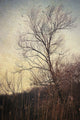 Somewhere in time - Art Print - Zapista