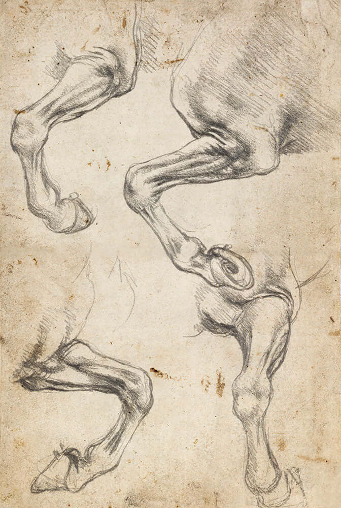 Studies of Horse's Leg art print by Leonardo da Vinci - Art Print - Zapista