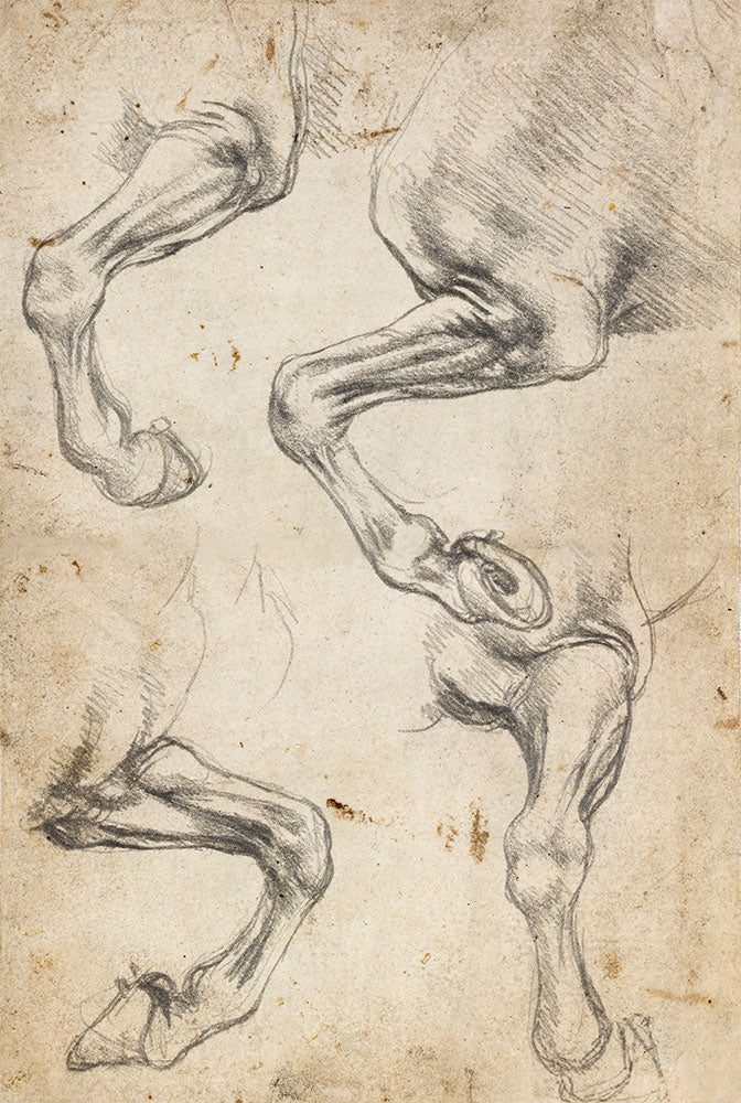 Studies of Horse's Leg art print by Leonardo da Vinci - Art Print - Zapista