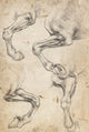 Studies of Horse's Leg art print by Leonardo da Vinci - Art Print - Zapista