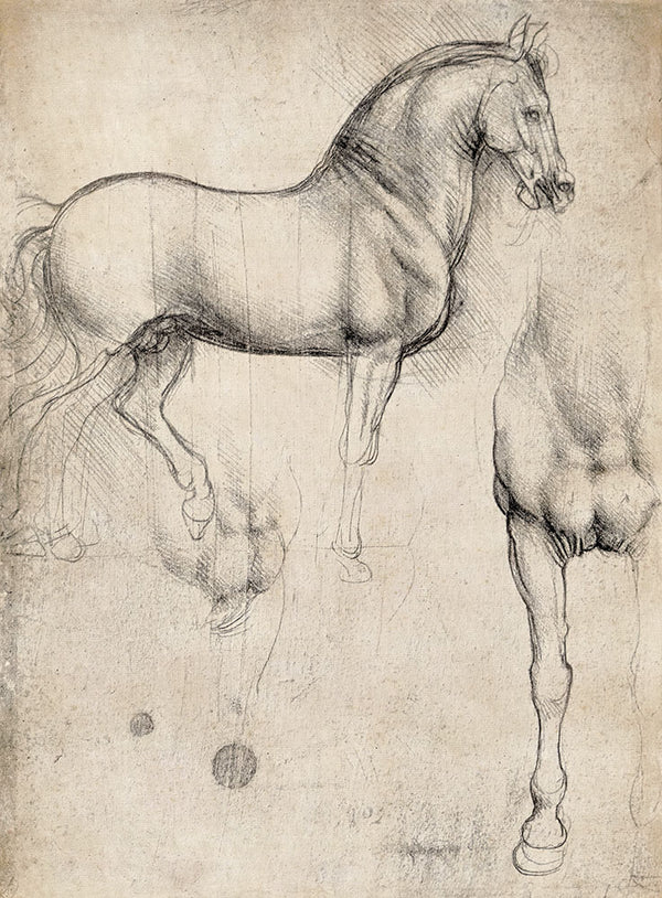 Studies of a Horse by Leonardo da Vinci - Art Print - Zapista