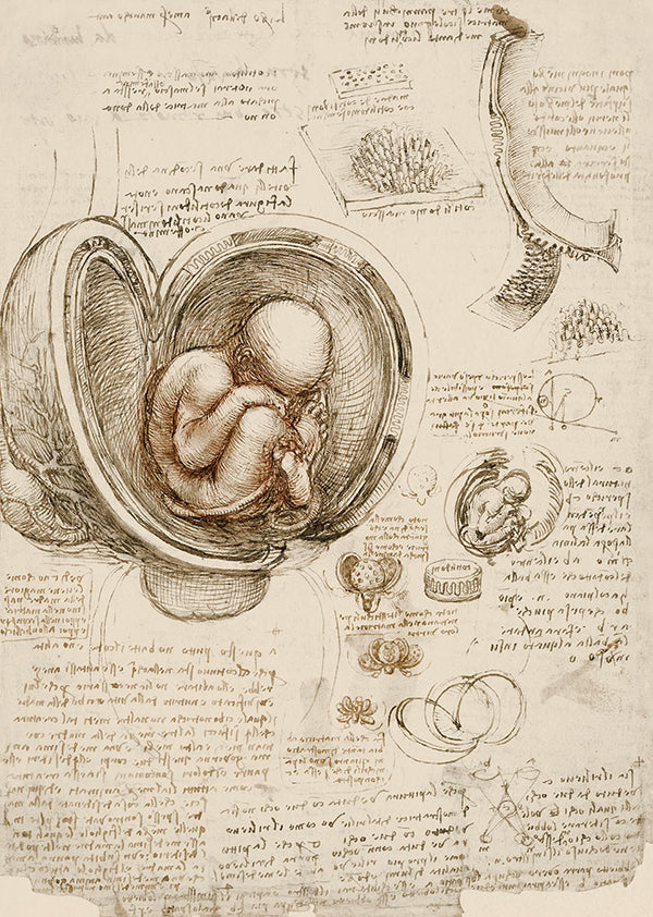 Studies of the Fetus in the Womb by Leonardo da Vinci - Art Print - Zapista