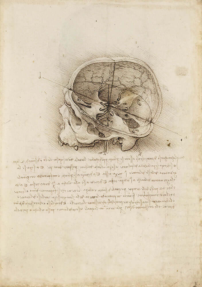 The Cranium Sectioned by Leonardo da Vinci - Art Print - Zapista