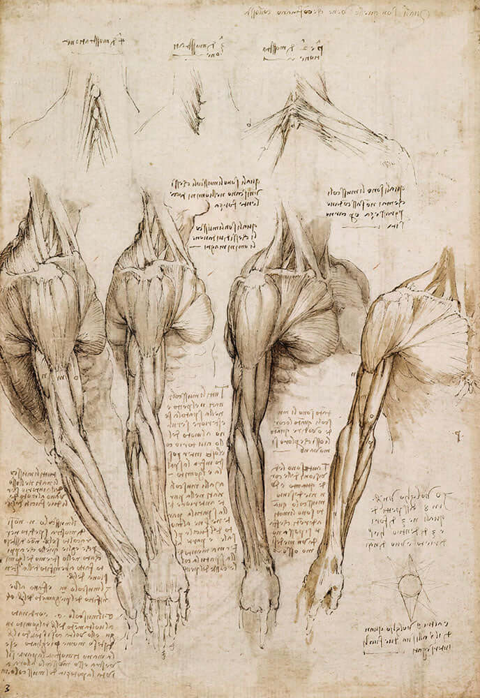 The Muscles of the Shoulder, Arm and Neck by Leonardo da Vinci - Art Print - Zapista