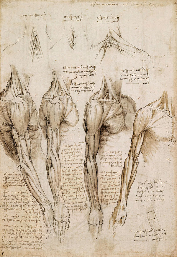 The Muscles of the Shoulder, Arm and Neck by Leonardo da Vinci - Art Print - Zapista