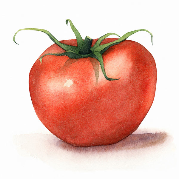 Tomato Watercolor - Art Print - Zapista