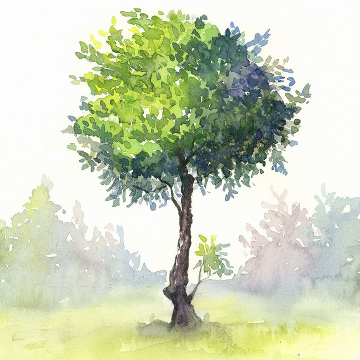 Tree Study - Art Print - Zapista
