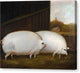 A Pair of Pigs - Canvas Print