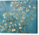Almond Blossoms - Canvas Print