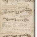 Anatomical Study of the Arm - Canvas Print