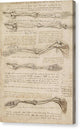 Anatomical Study of the Arm - Canvas Print
