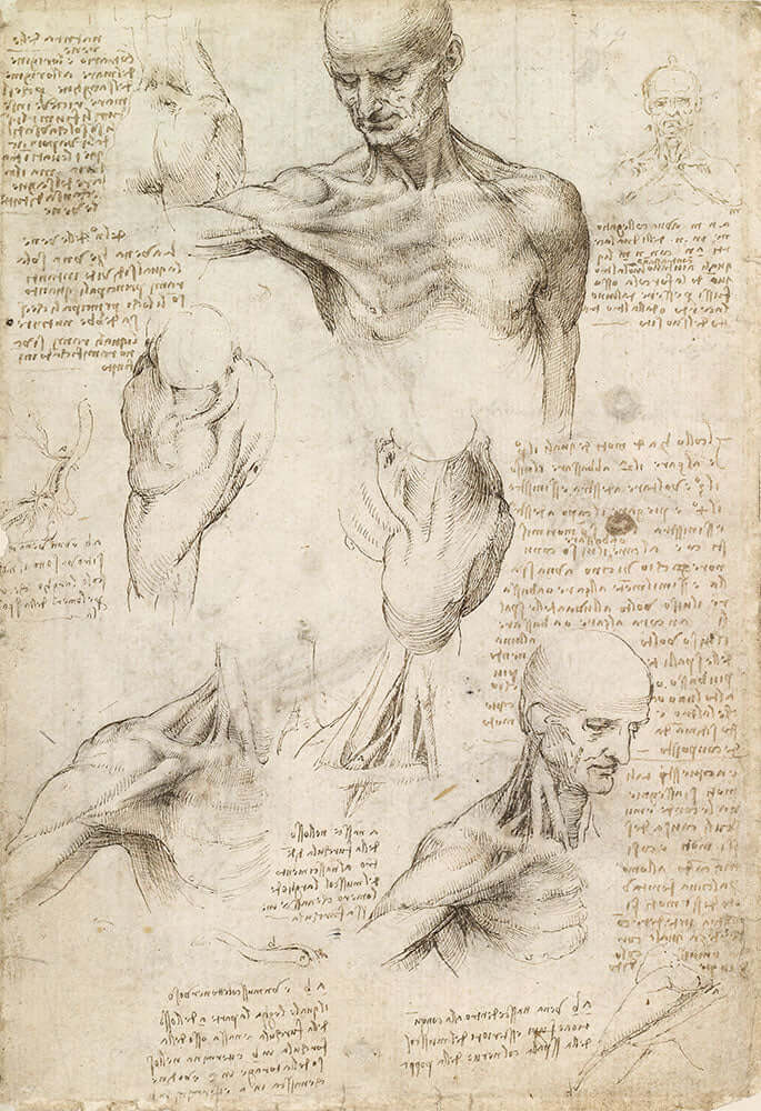 Anatomy of the Shoulder and Neck by Leonardo da Vinci - Art Print - Zapista