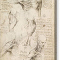 Anatomy of the Shoulder and Neck - Canvas Print