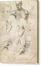 Anatomy of the Shoulder and Neck - Canvas Print