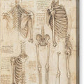 Anatomy Study, Skeletal - Canvas Print
