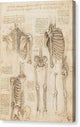 Anatomy Study, Skeletal - Canvas Print