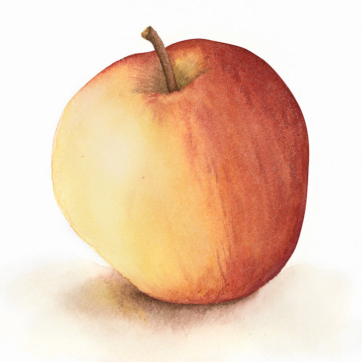 Apple Watercolor - Art Print - Zapista