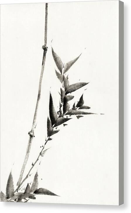 Bamboo - Canvas Print