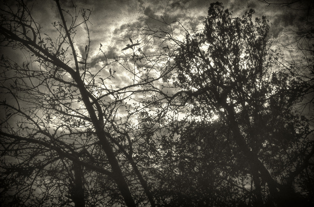 Bleak - Art Print - Zapista