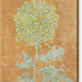 Chrysanthemum - Canvas Print