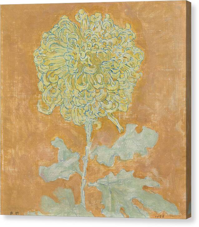 Chrysanthemum - Canvas Print