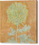 Chrysanthemum - Canvas Print