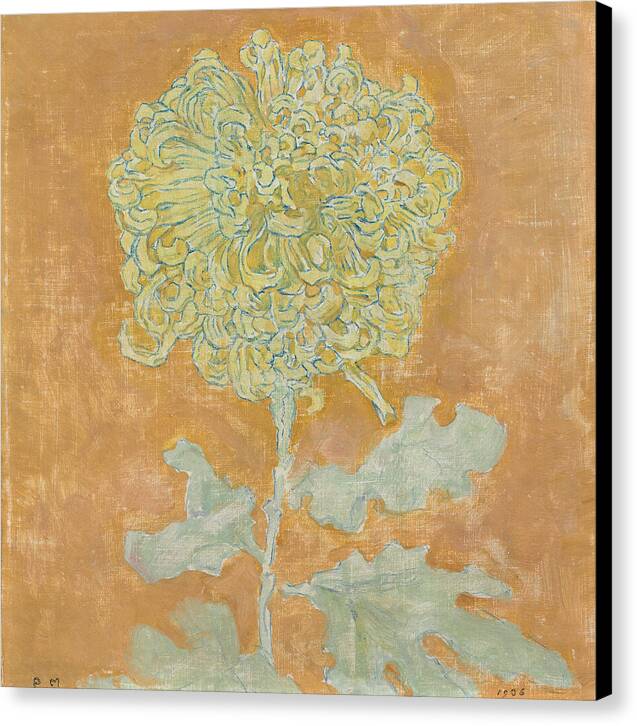Chrysanthemum - Canvas Print