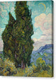 Cypresses - Canvas Print