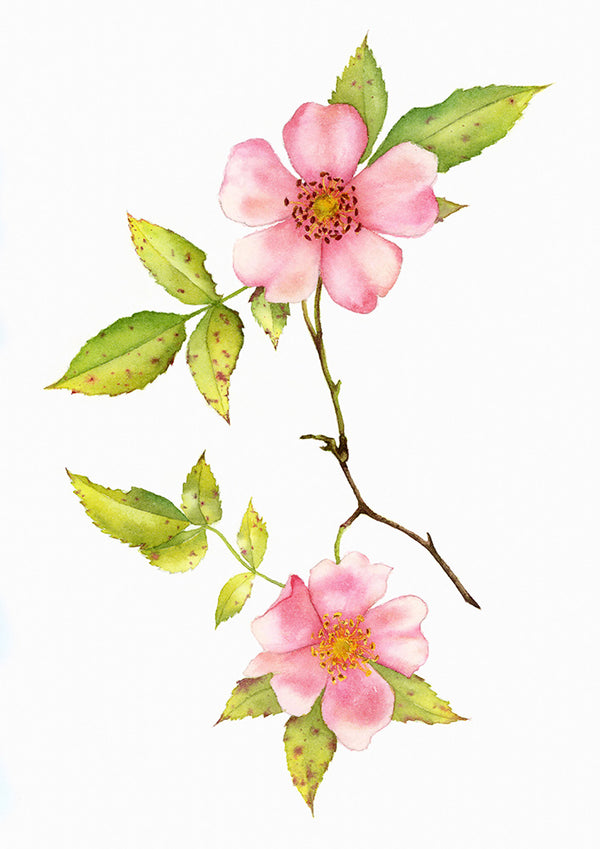 Dog Rose Watercolor - Art Print - Zapista