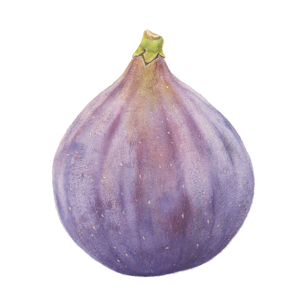 Fig Watercolor - Art Print