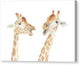 Giraffes Watercolor - Canvas Print