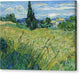 Green Wheat Field with Cypress - Canvas Print