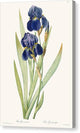 Iris Germanica - Canvas Print