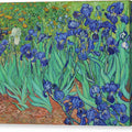 Irises - Canvas Print