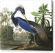 Louisiana Heron - Canvas Print