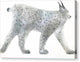 Lynx - Canvas Print