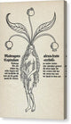 Mandragora - Canvas Print