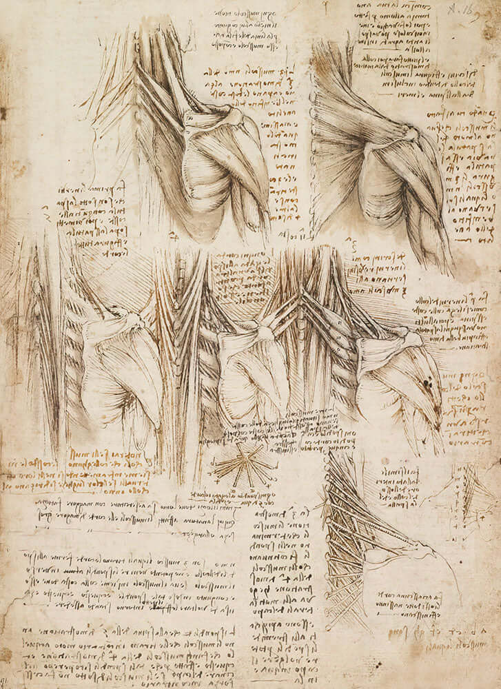 Muscles of the Spine by Leonardo da Vinci - Art Print - Zapista