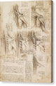 Muscles of the Spine - Canvas Print