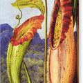 Nepenthes Northiana - Canvas Print