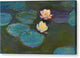 Nympheas - Canvas Print