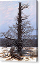 Oak Tree in the Snow - Canvas Print