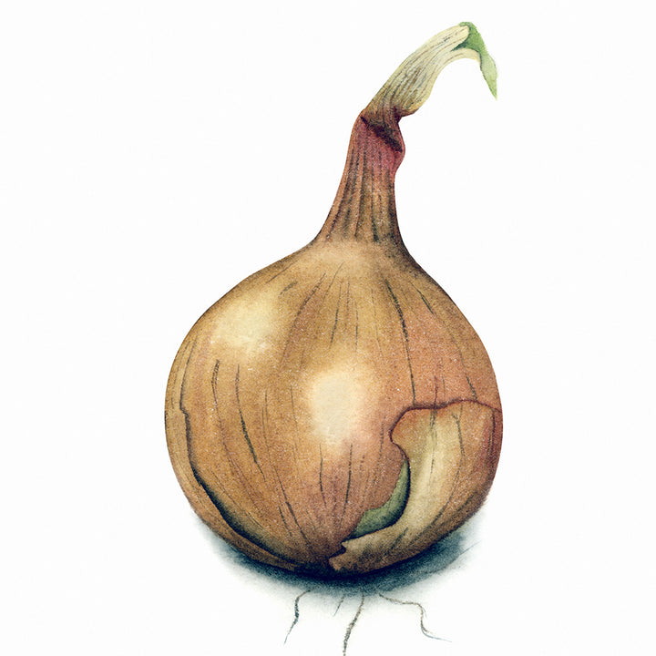 Onion Watercolor - Art Print - Zapista